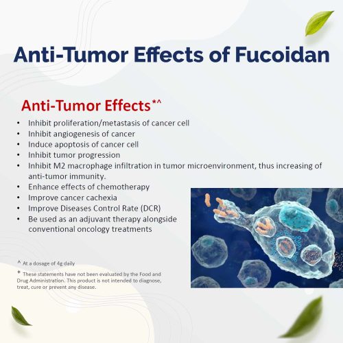 Anti-tumor effects of fucoidan