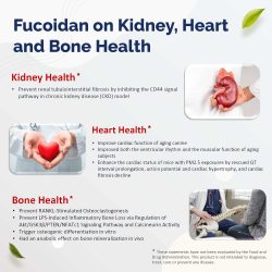 Fucoidan on Kidney, heart and bone health